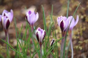 Great Plant Pick: Crocus ‘Spring Beauty,’ large-flowering crocus