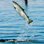 Atlantic salmon fish farms could be headed for final harvest