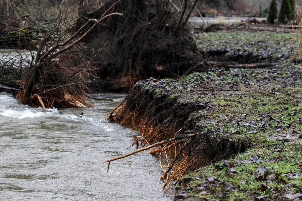 Fast moving waters of the Pilchuck River are steadily eating away at property in the Lochaven neighborhood, between Lake Stevens and Granite Falls. (Ian Terry / The Herald)
