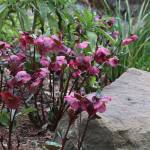 Helleborus Annas Red, with the common name Annas Red hellebore, offers stunning flowers in late winter. (Richie Steffen)