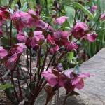 Great Plant Pick: Helleborus ‘Anna’s Red,’ ‘Anna’s Red’ hellebore