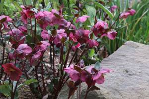 Great Plant Pick: Helleborus ‘Anna’s Red,’ ‘Anna’s Red’ hellebore