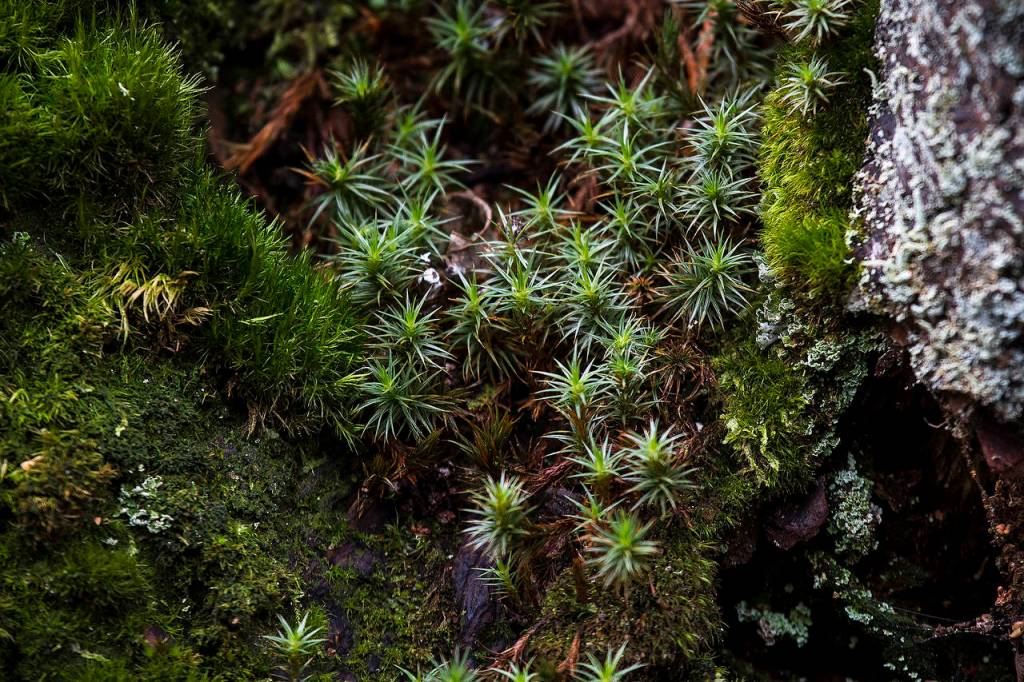 Moss and lichen are seen growing on a stump at the Northwest Stream Center in Everett. (Ian Terry / The Herald)