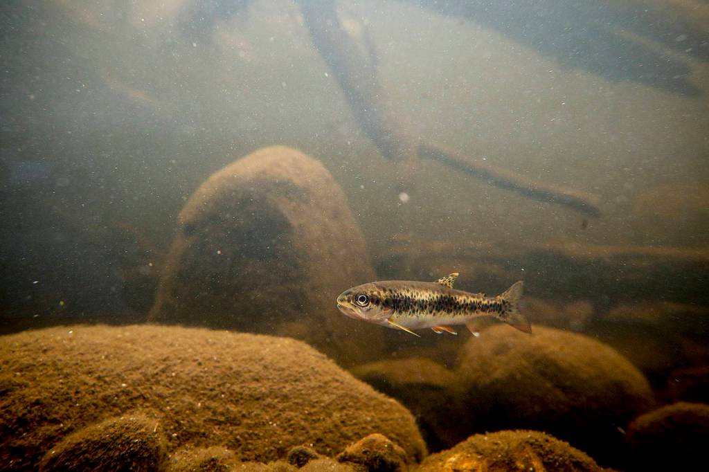 A coastal cutthroat trout is seen at the Northwest Stream Center in Everett. (Ian Terry / The Herald)