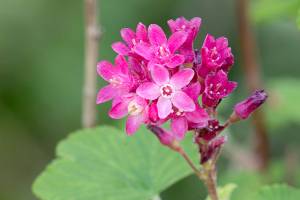 Great Plant Pick: Ribes sanguineum ‘Pulborough Scarlet’
