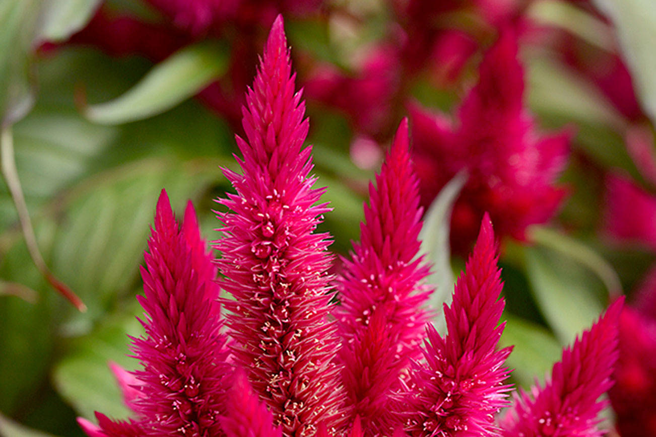 Intenz celosia offers toughness and beauty | HeraldNet.com