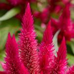 Intenz celosia offers toughness and beauty