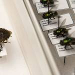 A brown marmorated stink bug, an invasive species, is mounted next to a series of green bottle flies at the Everett office. (Andy Bronson / The Herald)