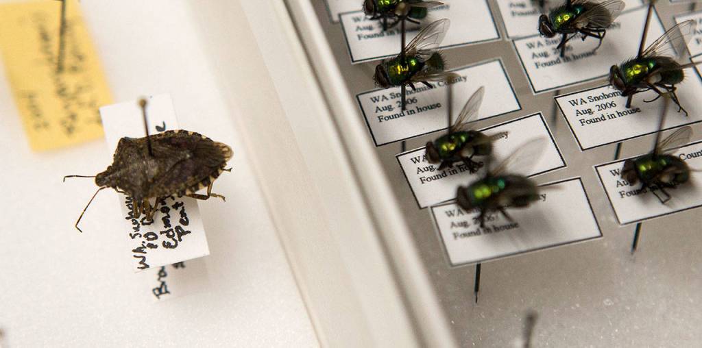 A brown marmorated stink bug, an invasive species, is mounted next to a series of green bottle flies at the Everett office. (Andy Bronson / The Herald)