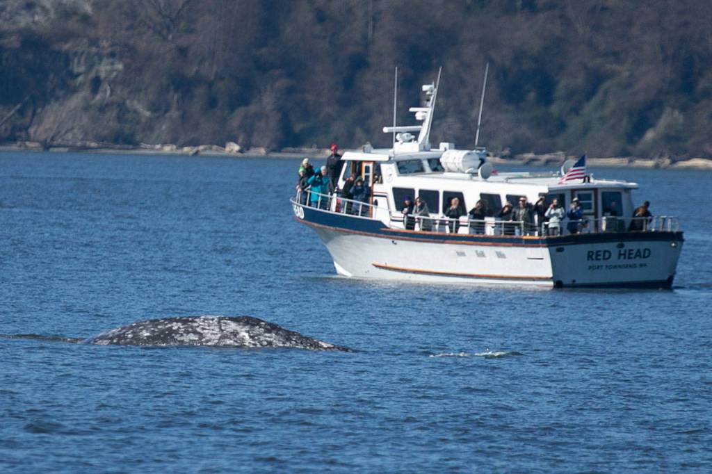 Whale watchers get a good look at a gray whale. The animals stop in local waters to feed on their way to Alaska from Mexico. (Kevin Clark / The Herald)