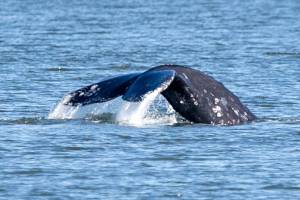 A gray whale prepares to dive Sunday afternoon on Possession Sound on March 11, 2018. (Kevin Clark / The Daily Herald)