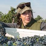 Walla Walla nearly as famous for its grapes as for its wines