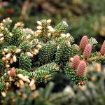 Great Plant Pick: Abies koreana, Korean fir