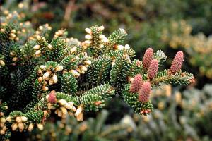 Great Plant Pick: Abies koreana, Korean fir