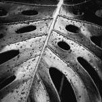 Edmonds-Woodway senior Madeline Holden won first place in the grades 11-12 category for her photo, Drops, in the Schack Art Centers annual student photo contest.