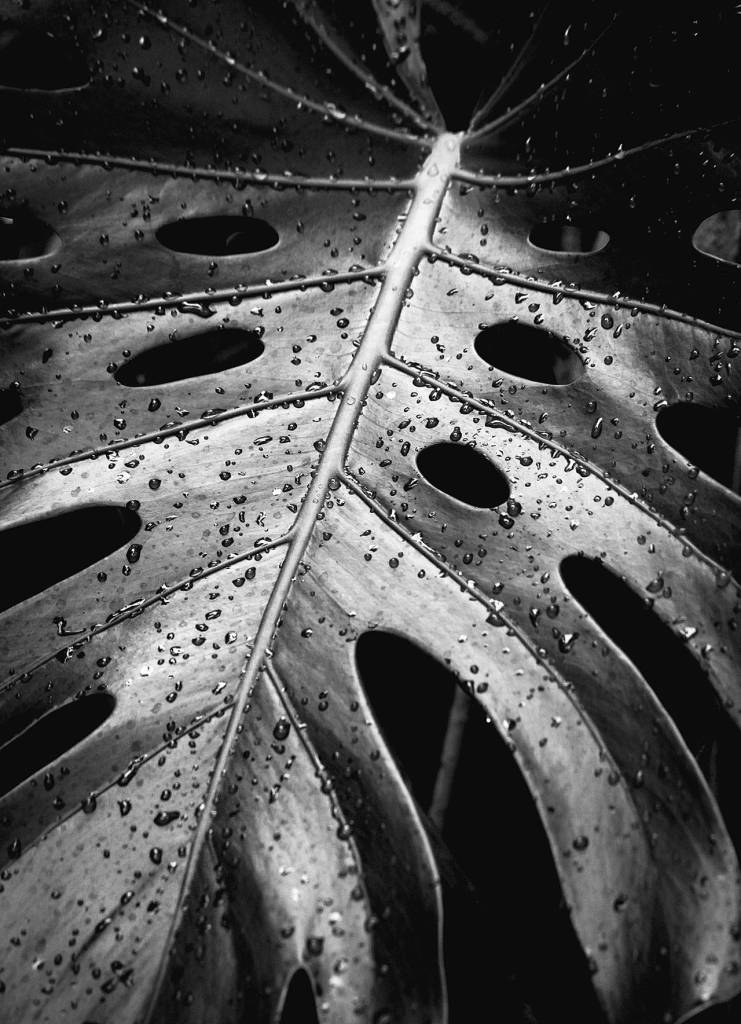 Edmonds-Woodway senior Madeline Holden won first place in the grades 11-12 category for her photo, Drops, in the Schack Art Centers annual student photo contest.