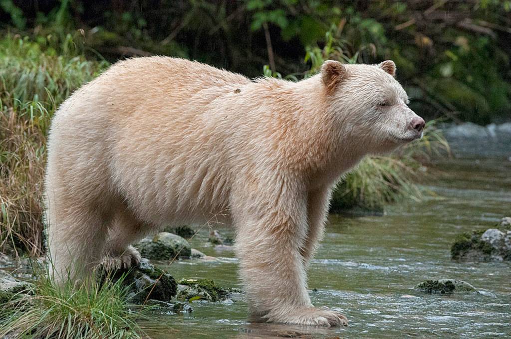 A spirit bear  a relative of the black bear  watches for salmon in a river on Canadas Gribbell Island. (Photo by Dan Clements)