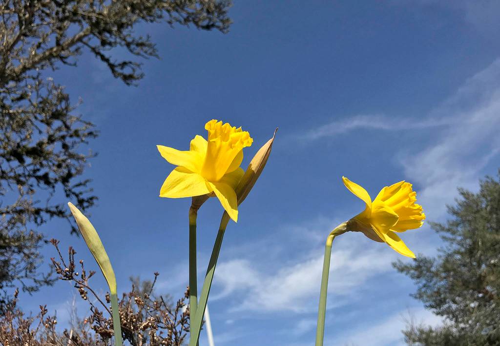 Spring is coming. (Chuck Taylor / The Herald)
