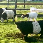 Bippiti, the goat, rides of the back of Star the cow on the farm of Randy De Jong, his little piece of Iowa in Snohomish. (Kevin Clark / The Herald)