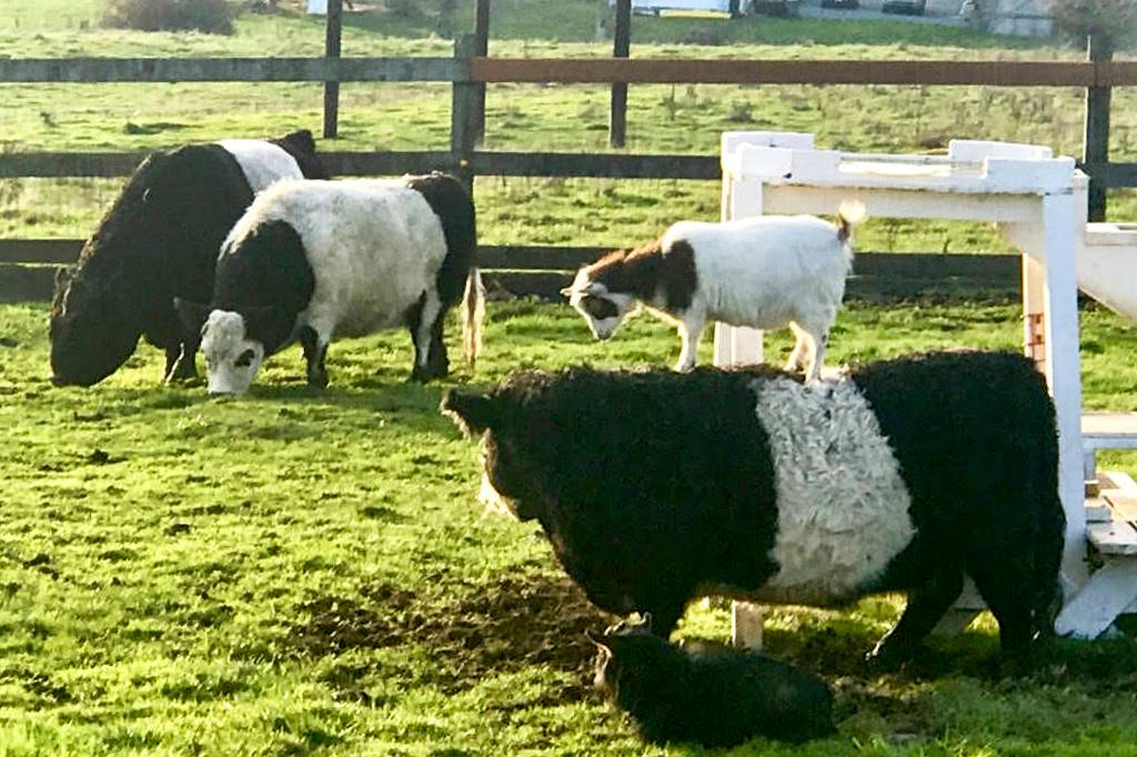 Bippiti, the goat, rides of the back of Star the cow on the farm of Randy De Jong, his little piece of Iowa in Snohomish. (Kevin Clark / The Herald)