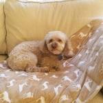 Everyone in the Bardsley house enjoys a trendy weighted blanket  even Merlin, the poodle. (Photo by Jennifer Bardsley)