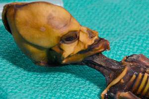 Not a UFO alien, 6-8-inch tall mystery girl was a human