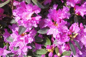 Rhododenrons have more range than you think