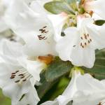 Snow Lady rhododendron provides a profusion of white flowers in early spring. (Richie Steffen)