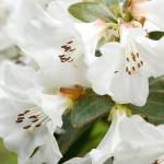 Great Plant Pick: Rhododendron ‘Snow Lady,’ dwarf rhododendron
