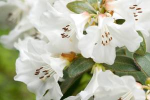 Great Plant Pick: Rhododendron ‘Snow Lady,’ dwarf rhododendron