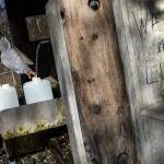 Water is Life is spray painted on a support as Faisal Warsame fills up several water containers at the artesian well on 164th Street on April 2 in Lynnwood. The well, also known as Well No. 5 or the 164th Street Artesian Well, is in excess of 400 feet in depth and is cased to approximately 120 feet. The well flows at a rate of about 10 gallons per minute. (Andy Bronson / The Herald)