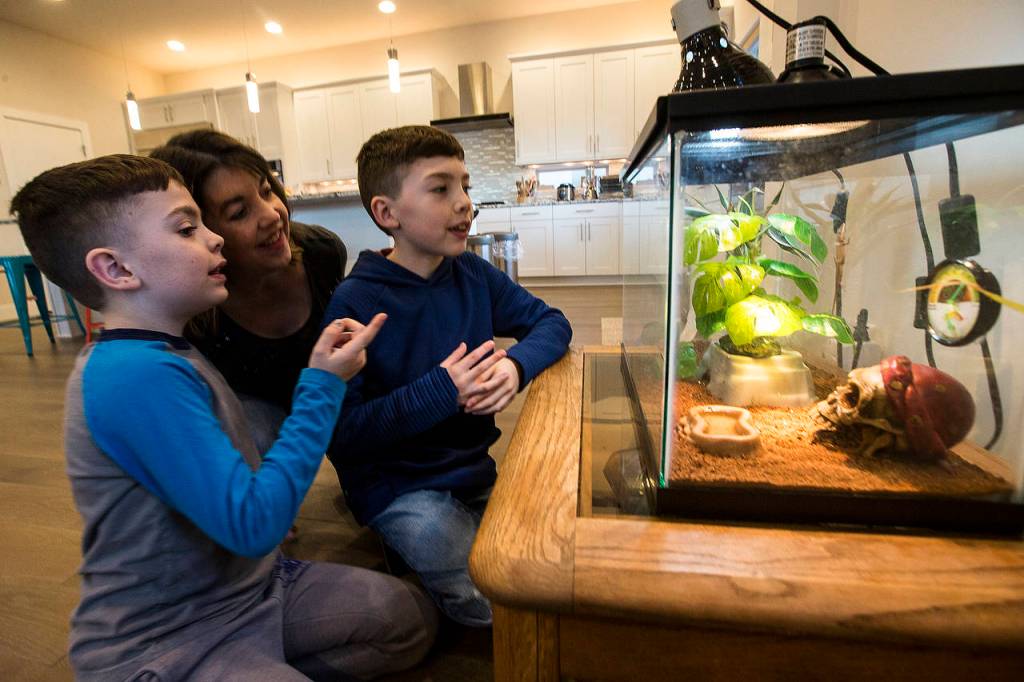 Erin Arguelles checks on the familys pet lizards with her sons, Sebastian (left), 8, and Sam, 10, at their home in Edmonds. The heat lamps for the lizards are automated. (Ian Terry / The Herald)