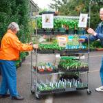 Master gardeners Rozella Kleven and Chet Richardson set up for the Snohomish County Master Gardeners Foundation plant sale last year. This years sale is May 5 at McCollum Park in south Everett. (Photo by Alex Duncan)