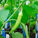 A variety of pepper plants at last years sale. (Photo by Alex Duncan)