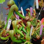 Plant sales kick off Snohomish County’s gardening season