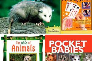 Of men and possums and opossums (different animals)