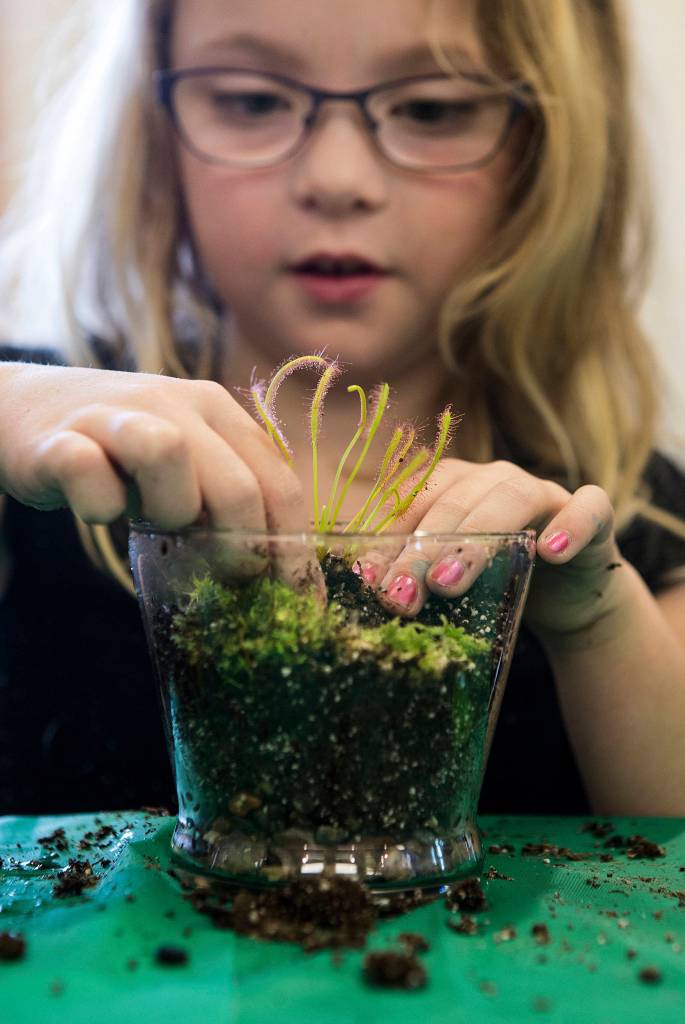 Anna Curry, 7, pushes a Sundew plant into the soil as she makes a terrarium for the carnivorous plant at the Darrington Library on March 27. (Andy Bronson / The Herald)