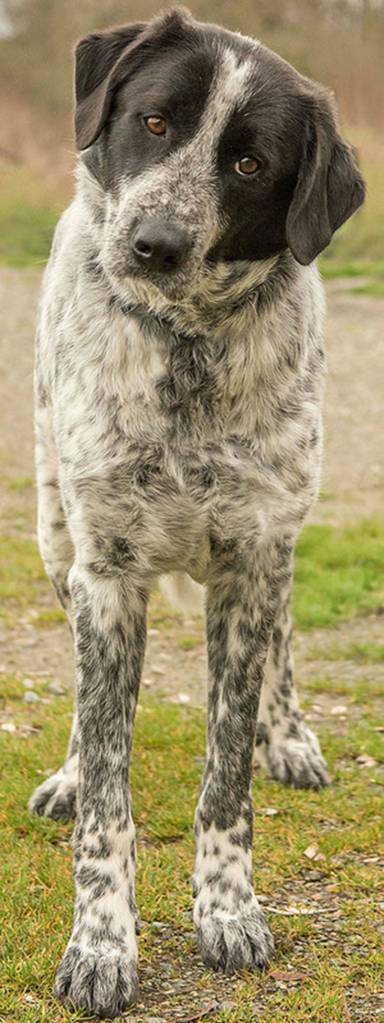 Star is looking for a home that has experience with guardian breeds. She cannot live with any small animals  that includes cats, chickens, small dogs or any other small critters. She has lived with her brother and done well. Star needs a large yard and is not suited for apartment/condo living. She has lived outside and does not know any commands. Her new family will need to be committed to training and giving this lovely girl what she needs. (Curt Story/Everett Animal Shelter)