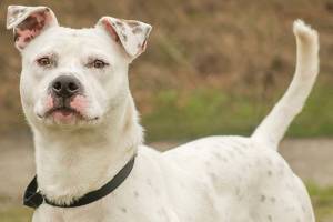 Three dogs await for new homes from Everett Animal Shelter