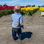 The fields are likely to be muddy, as this toddler (and his parents) found out in 2017. Be sure to bring your boots. (Andy Bronson / Herald file)