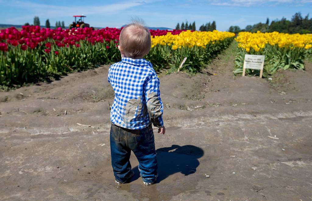 The fields are likely to be muddy, as this toddler (and his parents) found out in 2017. Be sure to bring your boots. (Andy Bronson / Herald file)