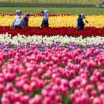 Workers pick tulips from the fields at Tulip Town in 2017. The fields are not U-pick  buy a bouquet if you want to bring some tulips home. (Andy Bronson / Herald file)