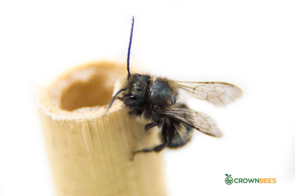 A mason bee clings to a bee tube. The structure is useful for their colonies. (Crown Bees photo)
