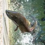 In this 2015 photo, a spring chinook salmon reaches the end of the run at the McKenzie Hatchery, where mature fish are gathering in an annual fall ritual east of Springfield, Oregon. Wildlife officials in Oregon are trapping California sea lions that have migrated 130 miles inland and then returning them to the Pacific Ocean in trucks because the pinnipeds have been gorging on threatened steelhead and chinook salmon as they spill over fish ladders at key dams. (Brian Davies/The Register-Guard via AP, File)