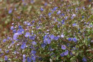 Great Plant Pick: Veronica peduncularis ‘Georgia Blue,’ speedwell