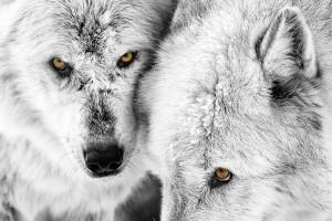 Art events, galleries and exhibits around Snohomish County