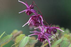 Great Plant Pick: Epimedium grandiflorum ‘Purple Prince’