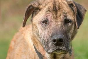 Two dogs await for new homes from Everett Animal Shelter