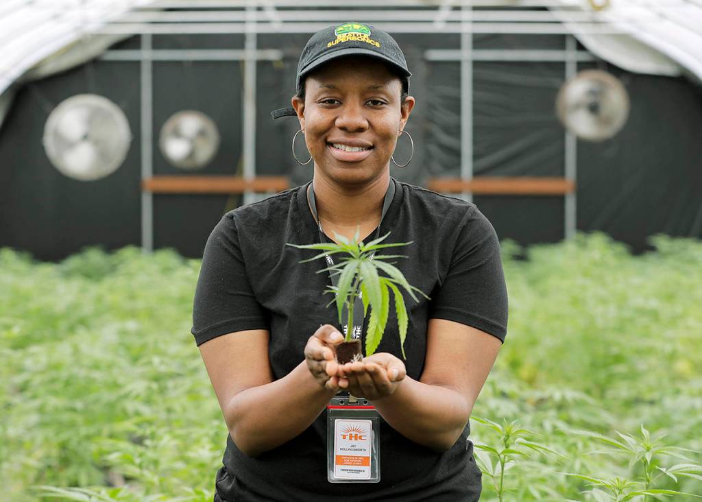 Joy Hollingsworth, of the Hollingsworth Cannabis Company, holds a young marijuana plant in one of her companys pot growing facilities on April 12 near Shelton, Washington. Hollingsworth family members own a marijuana farm south of Seattle, where they grow about 9,000 plants and employ 30 people at peak harvesting. (AP Photo/Ted S. Warren)