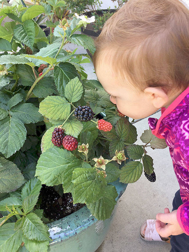 Baby Cakes, a dwarf thornless blackberry, is wonderful for growing in containers. (Bushel & Berry)